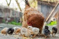 Close up yellow chicks on the floor , Beautiful yellow little chickens, Group of yellow chicks Royalty Free Stock Photo