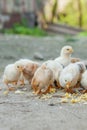 Close up yellow chicks on the floor , Beautiful yellow little chickens, Group of yellow chicks Royalty Free Stock Photo