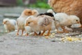 Close up yellow chicks on the floor , Beautiful yellow little chickens, Group of yellow chicks Royalty Free Stock Photo