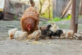 Close up yellow chicks on the floor , Beautiful yellow little chickens, Group of yellow chicks Royalty Free Stock Photo