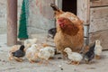 Close up yellow chicks on the floor , Beautiful yellow little chickens, Group of yellow chicks Royalty Free Stock Photo