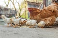 Close up yellow chicks on the floor , Beautiful yellow little chickens, Group of yellow chicks Royalty Free Stock Photo