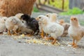 Close up yellow chicks on the floor , Beautiful yellow little chickens, Group of yellow chicks Royalty Free Stock Photo