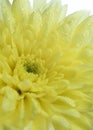 Close up yellow chrysanthemum flower on white background Royalty Free Stock Photo