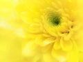 Close up Yellow Chrysanthemum flowers with soft style Royalty Free Stock Photo