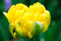 Beautiful and elegant Chrysanthemum