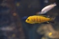 Close up on yellow cichlid Labidochromis caeruleus Malawi fish Royalty Free Stock Photo