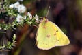 Yellow Clouded Sulphur Butterfly Royalty Free Stock Photo