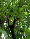 Close up of yellow cocoa pods growing on a tree