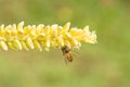 Close up yellow coconut pollen with flying bee