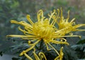 Close up of the yellow color of spider mum \'Golden Splendor\' Royalty Free Stock Photo