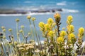 Close up of Yellow colored Indian paintbrush Castilleja wildflowers Royalty Free Stock Photo