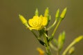 Common Evening Primrose - Oenothera biennis