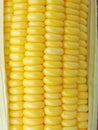 close-up yellow corn Royalty Free Stock Photo