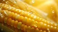 A close-up of the yellow corn cob and the water drops falling on it. Corn as a dish of thanksgiving for the harvest Royalty Free Stock Photo