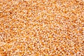 Close up yellow corn seed on ground Royalty Free Stock Photo