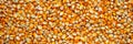 Bulk of corn grains. Panoramic image of corn texture Royalty Free Stock Photo