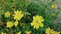 Close-up of yellow cosmos flower in the garden