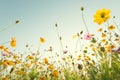 Close up yellow cosmos flower on natural blue sky background. Fr