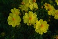 A close up of yellow Cosmos flowers (Cosmos sulphureus 'Polidor') in the garden, top view