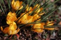 Close-up of yellow crocus flowers on the spring meadow Royalty Free Stock Photo