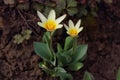 Close-up of yellow crocus flowers on the spring meadow Royalty Free Stock Photo