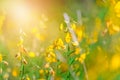 Yellow Crotalaria juncea flower with blurred Sunn hemp or Crotalaria juncea on background Royalty Free Stock Photo