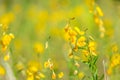 Yellow Crotalaria juncea flower with blurred Sunn hemp or Crotalaria juncea on background Royalty Free Stock Photo