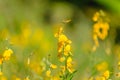 Yellow Crotalaria juncea flower with blurred Sunn hemp or Crotalaria juncea on background Royalty Free Stock Photo