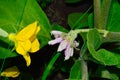 a yellow cucumber flower opposite a pale purple eggplant flower in a greenhouse, flowering vegetables