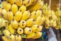 Close up yellow cultivated bananas or Pisang Awak Bananas or Kluai Namwa Musa sapientum Linn Musa ABB CV.Kluai Namwa