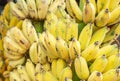 Close up yellow cultivated bananas or Pisang Awak Bananas or Kluai Namwa Musa sapientum Linn Musa ABB CV.Kluai Namwa