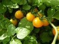 Close Up or Yellow Currant Tomato Fruits on the Plant