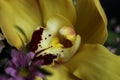 a close up of a yellow Cymbidium insigne flower