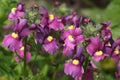 Close-up of yellow an d purple Nemesia flowers Royalty Free Stock Photo