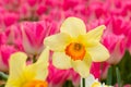 Close up of a yellow daffodil with blurred pink tulips in the background in a park Royalty Free Stock Photo