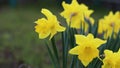 Close up of yellow daffodil flowers blooming in the spring