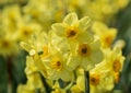 Close-up yellow daffodils field on spring .