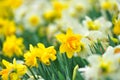 Close up yellow daffodils flowers field spring. Natural background Royalty Free Stock Photo