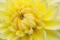 Close-up yellow dahlia in bloom