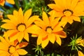 Close up of yellow daisies under the sun Royalty Free Stock Photo