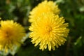 Close up of yellow daisy dandelions grow on the field