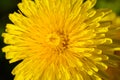 Close up of yellow daisy dandelions grow on the field