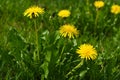 Close up of yellow daisy dandelions grow on the field