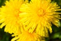 Close up of yellow daisy dandelions grow on the field