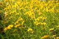 Yellow daisy field under the morning sunlight. Royalty Free Stock Photo