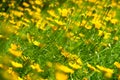 Yellow daisy field under the morning sunlight. Royalty Free Stock Photo