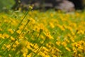 Yellow daisy field under the morning sunlight. Royalty Free Stock Photo