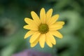 Close up of an yellow daisy flower