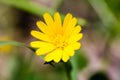 Close up of a yellow daisy